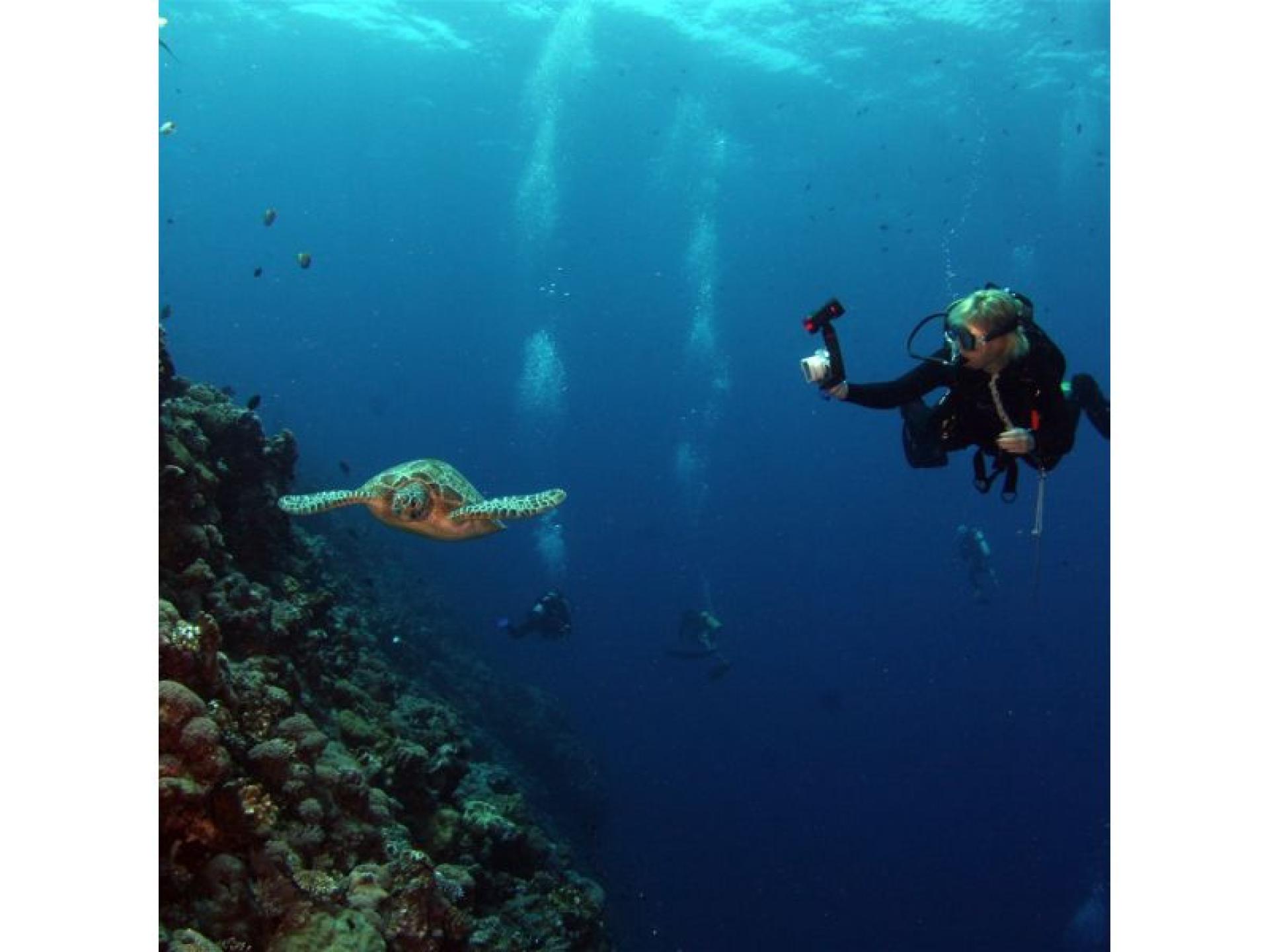 Coming Soon - Scuba 689468 3