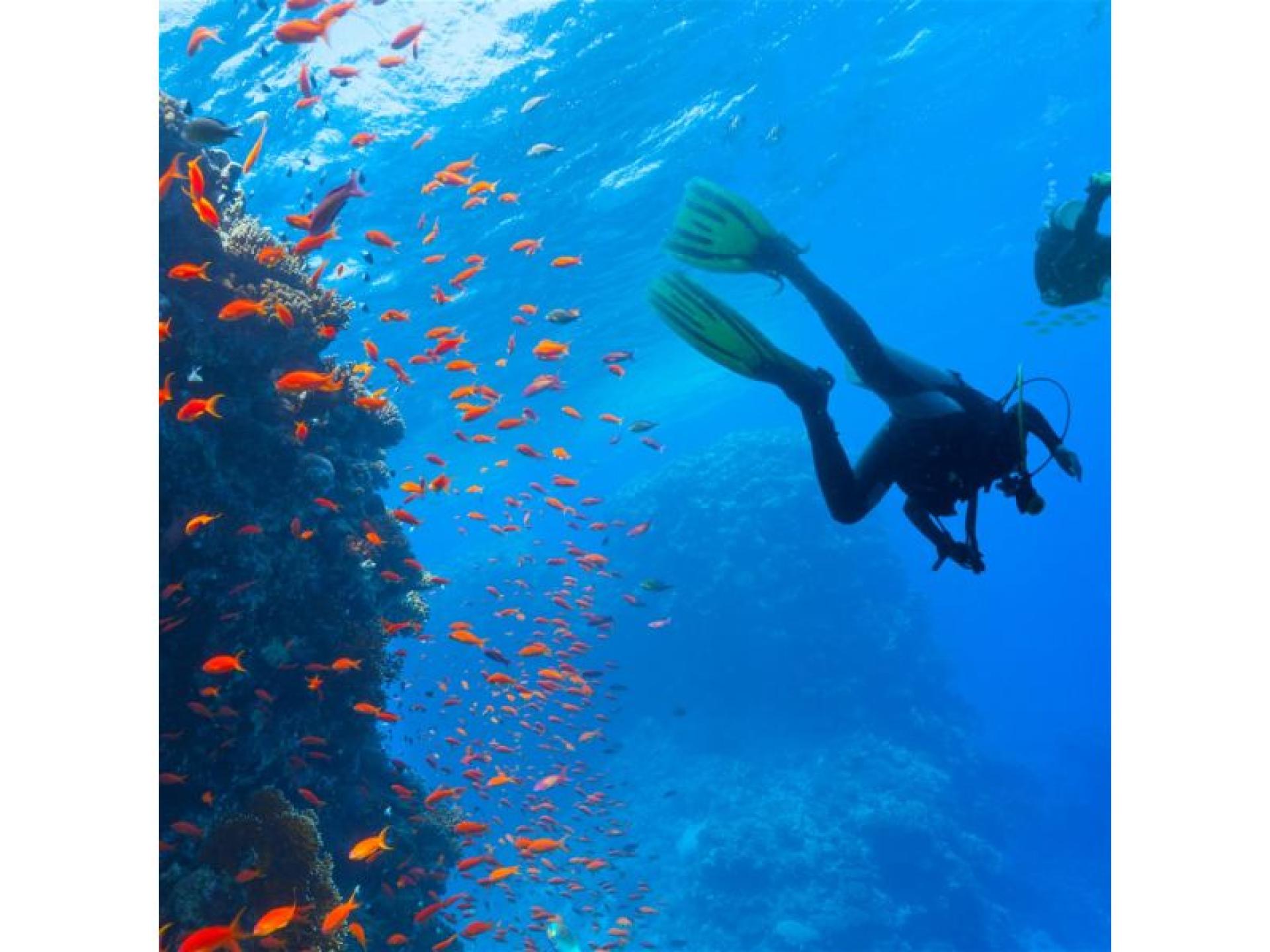 Coming Soon - Scuba 689468 2