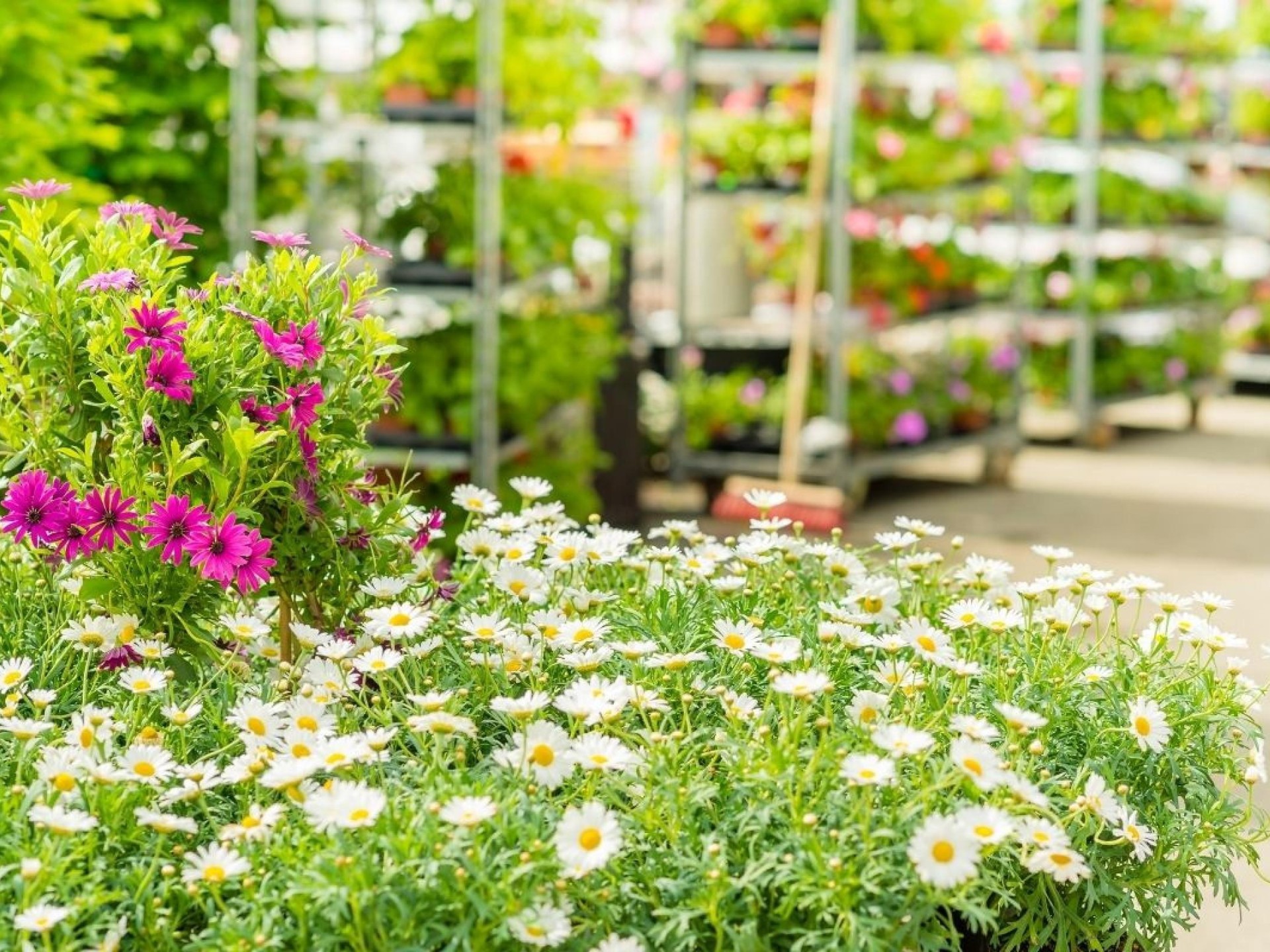 Established Garden Centre And 689690 2