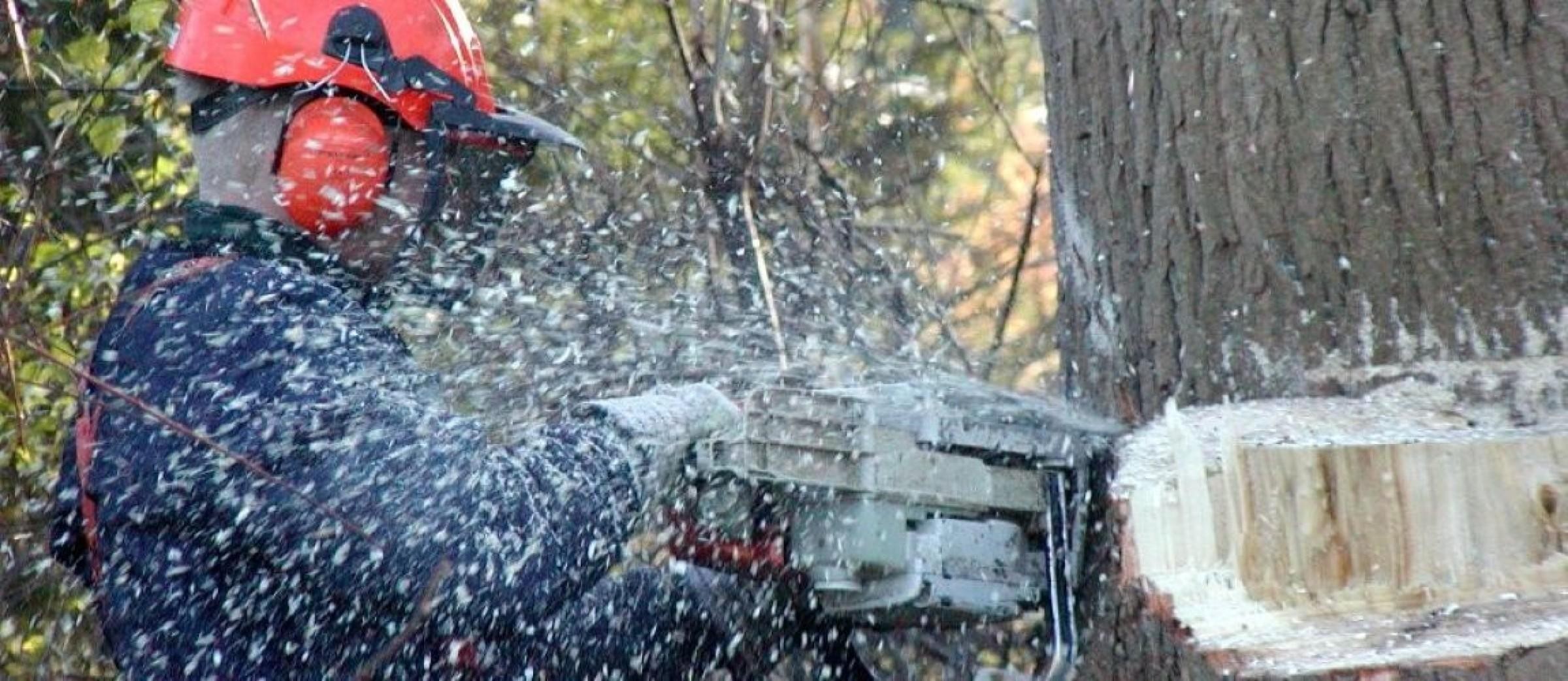 Tree Services 690226 1