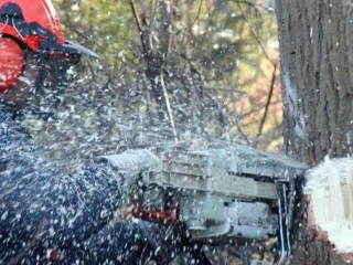 Tree Services