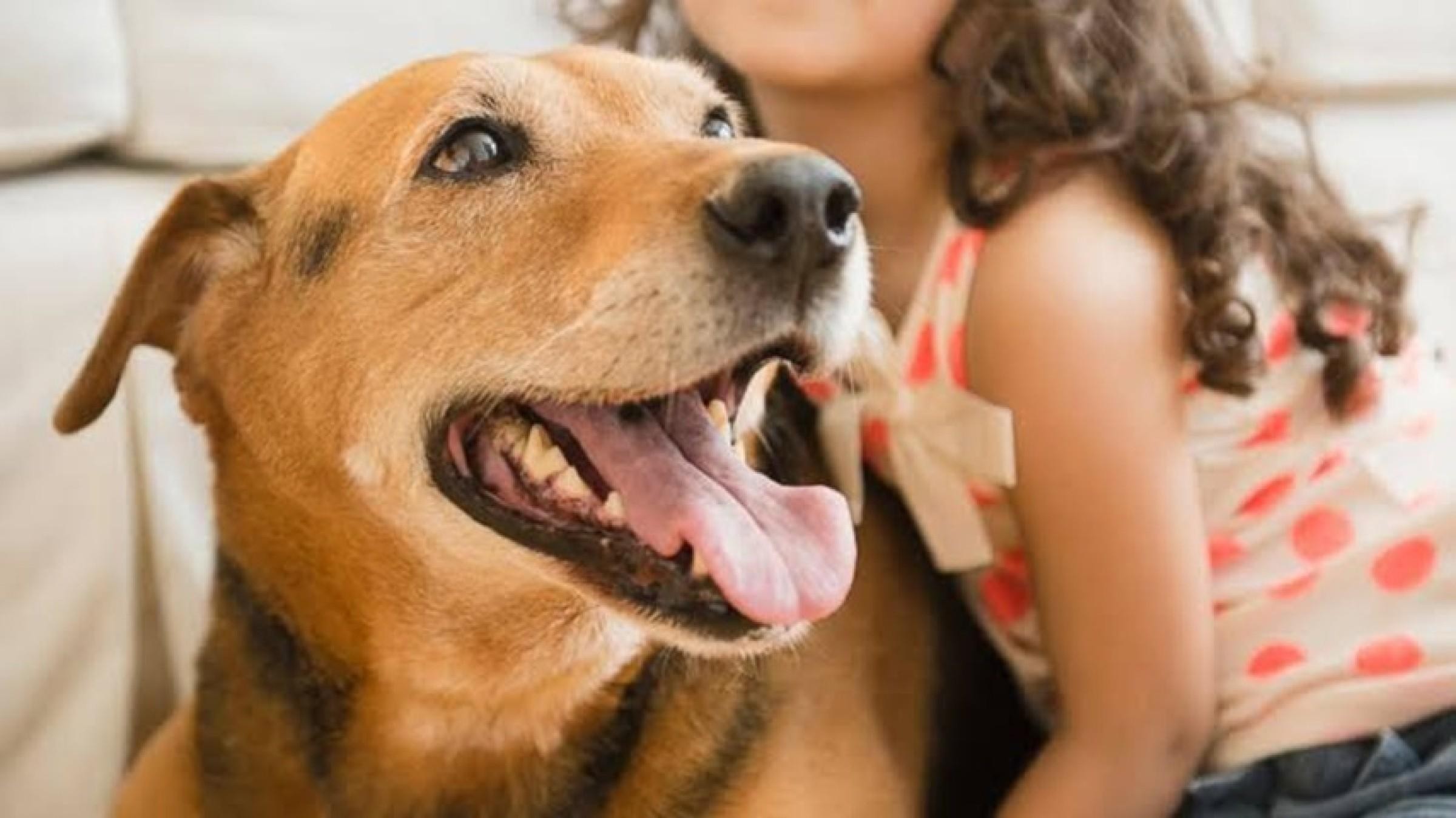 Online Pet Product Wholesaler/distributor 690385 2